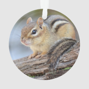 Einfach entzückender kleiner Chipmunk Ornament
