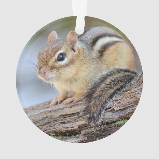 Einfach entzückender kleiner Chipmunk Ornament (Rückseite)