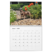 Einfach Hunde Kalender (Mär 2027)