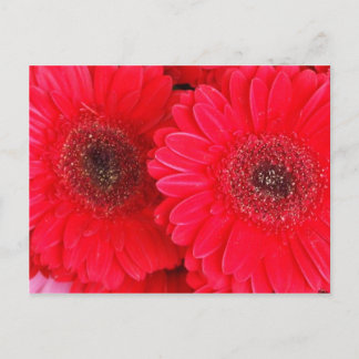 Einfach rot postkarte