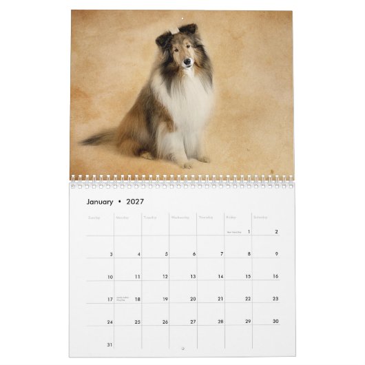 Einfach Shelties Kalender (Jan 2027)