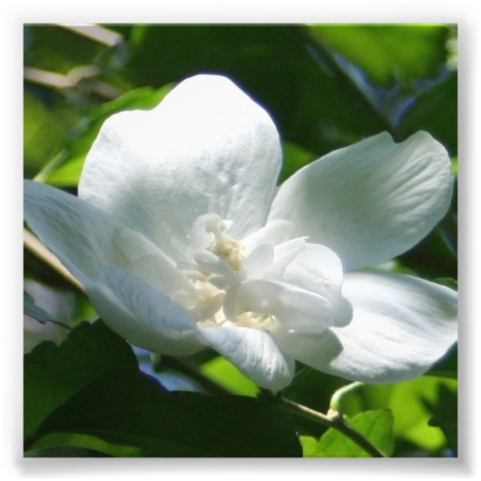 Einfach weiß fotodruck (Vorne)