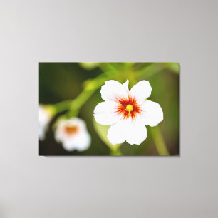 Einfache Blume mit weißem Hibiskus Leinwanddruck