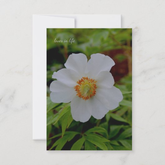 Einfache Blume von Weißpfirsichen Mitteilungskarte (Vorderseite)