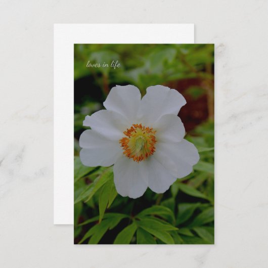 Einfache Blume von Weißpfirsichen Mitteilungskarte (Vorne/Hinten)