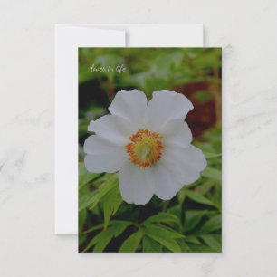 Einfache Blume von Weißpfirsichen Mitteilungskarte