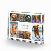 Einfache Fotocollage mit Hund Fotoblock (Rechts)