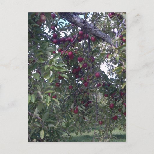 Einfache Lebensfreude Postkarte (Vorderseite)