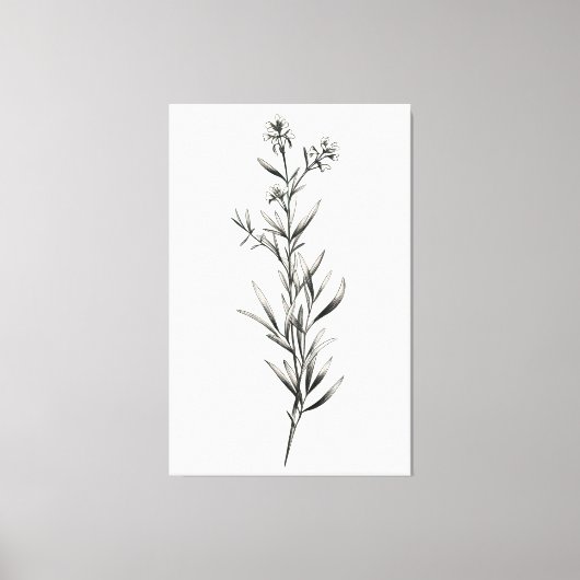 Einfache monochrome Rosemary Sketch Leinwanddruck (Vorderseite)