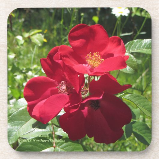 Einfache Rote Rosen Untersetzer (Vorderseite)
