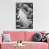 Einfache Schwarz-Weiß-Schwan-Federn Wassertropfen Leinwanddruck (Insitu (Wohnzimmer))