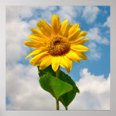 Einfache Sonnenblumenblume Botanische Fotografie C Poster (Vorne)