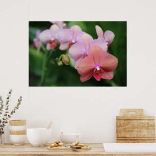 Einfache und elegante rosa Orchideen-Blumen-Botani Poster