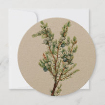 Einfache Vintage Botanische Bergjuniper