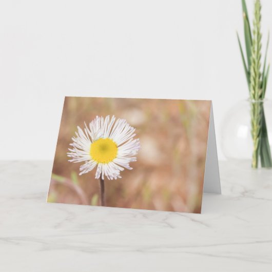 Einfache Wildweiße Daisy-Blume Karte (Vorderseite)