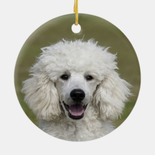 Einfaches benutzerdefiniertes Poodle-Foto Keramik Ornament (Hinten)