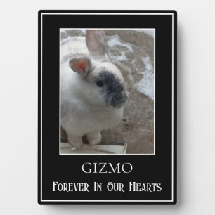 Einfaches Single Foto Het Rabbit Memorial Fotoplatte
