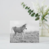 Einfarbiges weißes Pferd Postkarte (Stehend Vorderseite)