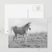 Einfarbiges weißes Pferd Postkarte (Vorne/Hinten)