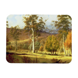 Eingeborene im Eukalyptus-Wald auf Mühlebenen, PA Magnet