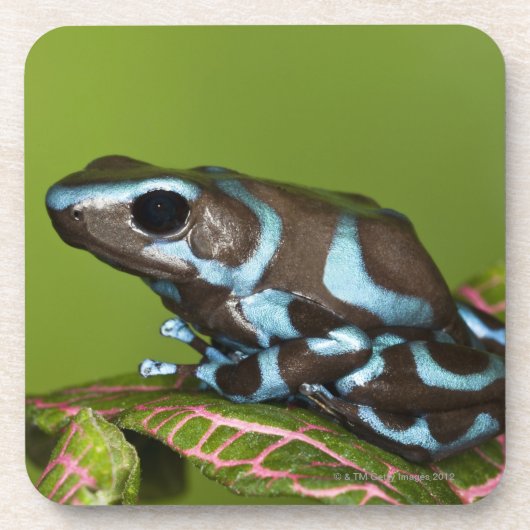 Eingeborener nach Panama Getränkeuntersetzer (Vorderseite)