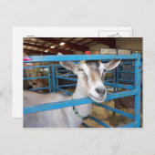 Eingesperrte Ziege Postkarte (Vorne/Hinten)