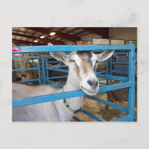 Eingesperrte Ziege Postkarte