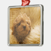 Eingewickelter oben Pudel Ornament Aus Metall (Links)