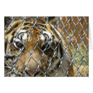 Eingezäunte Tigerkarte (H)