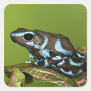 Einheimische in Panama Quadratischer Aufkleber
