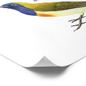 Einheimische Vögel auf den Philippinen Poster (Ecke)