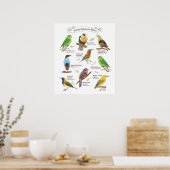 Einheimische Vögel auf den Philippinen Poster (Küche)