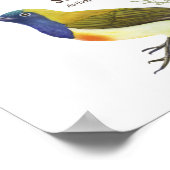 Einheimische Vögel auf den Philippinen Poster (Ecke)