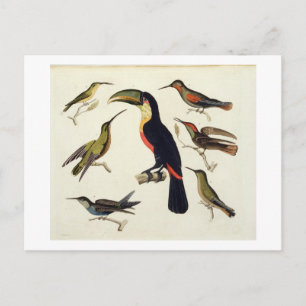 Einheimische Vögel, einschließlich des Toucan (Mit Postkarte