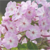 Einheitsblüte – Rosa Phlox Aufkleber (Vorderseite)