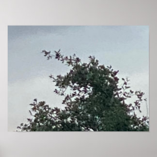 Einhorn Baum 🌲 Poster