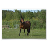 Einhorn Fotodruck (Vorne)