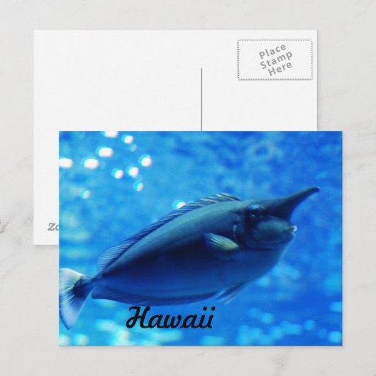 Einhornfisch Postkarte (Vorne/Hinten)