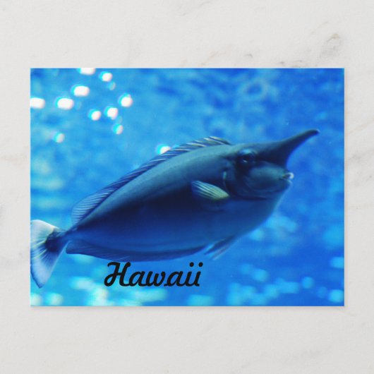 Einhornfisch Postkarte (Vorderseite)