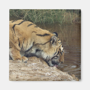 Einhüllungswasser des Tigers (Panthera der Tigris Magnet
