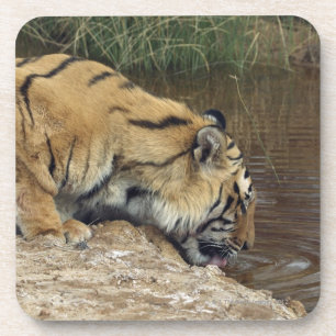Einhüllungswasser des Tigers (Panthera der Tigris Untersetzer