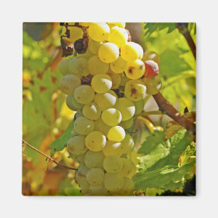 Einige Chasselas im Weinberg - vor langer Zeit gep Magnet