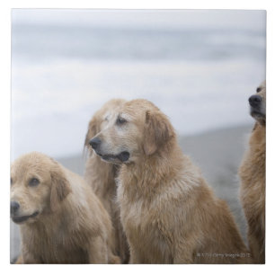 Einige goldene Retriever, die auf Strand sitzen Fliese