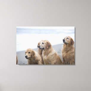 Einige goldene Retriever, die auf Strand sitzen Leinwanddruck