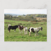 Einige Pferde Postkarte (Vorderseite)