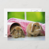 Einige sonnige Lieben Postkarte (Vorne/Hinten)