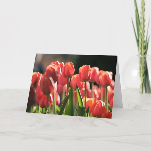 Einige Tulpen im Frühjahr Karte (Vorderseite)
