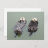 Einige Wasserotter, die ein Nickerchen nehmen Postkarte (Vorne/Hinten)