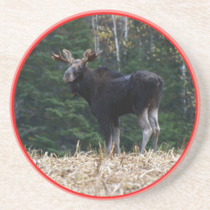 Einjährige Stier Elche Maines Getränkeuntersetzer
