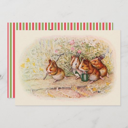 Einladung der Guinea Pig (Vorne/Hinten)